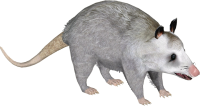 a cute possum